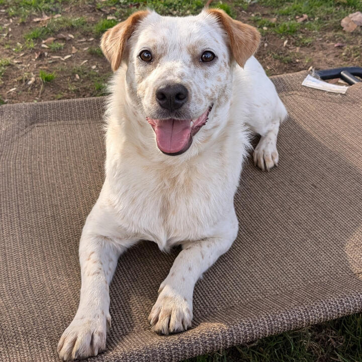 Now Serving Cabarrus County